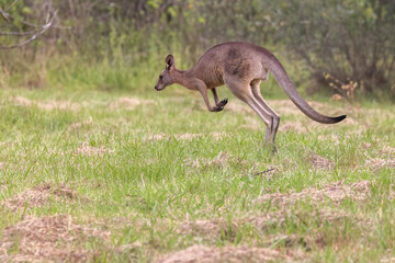 Iconic Australian image of an Eastern Grey Kangaroo (Macropus giganteus) hopping away on a grass field in Sydney, New South Wales, Australia.