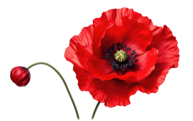 Red Flower With Black Center. A vibrant red flower with a dark black center. The flowers petals are delicate and finely detailed. on a White or Clear Surface PNG Transparent Background.