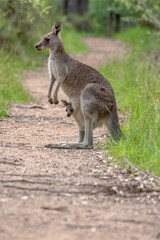 Naklejka na ściany i meble A female Eastern Grey Kangaroo (Macropus giganteus) standing on a bush track in New South Wales, Australia, and looking to the side, while the joey in her pouch looks at the camera.