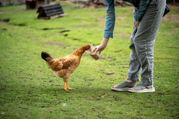 A girl feeding chicken with grain from a plastic cup on farm