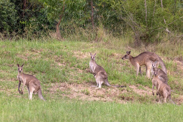 Naklejka na ściany i meble Five Eastern Grey Kangaroos (Macropus giganteus) standing on a grass field in New South Wales, Australia, four looking at the camera. One female with a joey in her pouch.