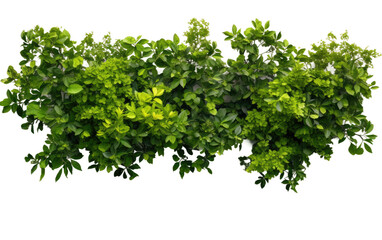 Group of Green Plants Growing on Top of Each Other. The plants appear healthy and vibrant, showcasing a natural stacking phenomenon. on a White or Clear Surface PNG Transparent Background.