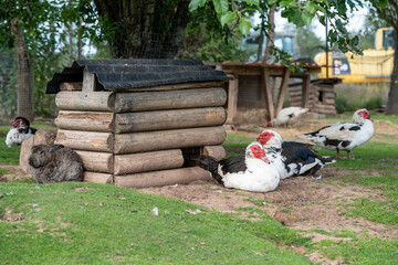 rabbits and some geese resting in the shade on a farm meadow © Alex Unders