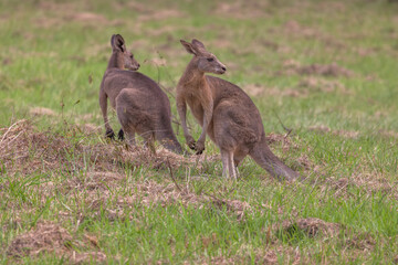 Two Eastern Grey Kangaroos (Macropus giganteus) standing on a grass field in New South Wales, Australia, and looking to the side.