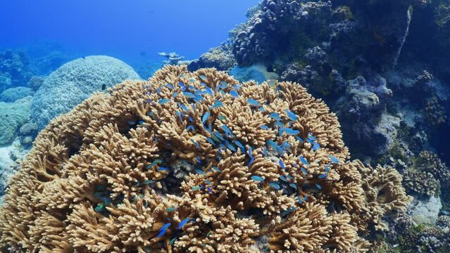 Coral Reef - Atoll of Fakarava in the South of the Pacific, Tahiti, polynesia