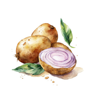 Potatoes watercolor illustration on white background, vegetable
