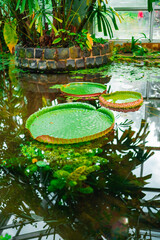 Water lily Victoria Cruziana