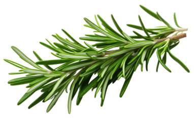 Close Up of Green Tree Branch. The vibrant green color of the branch showcasing the intricate patterns of leaves and twigs. on a White or Clear Surface PNG Transparent Background.