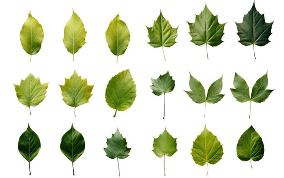 Bunch of Green Leaves. collection of vibrant green leaves arranged neatly. The leaves are various shades of green and shapes and sizes. on a White or Clear Surface PNG Transparent Background.