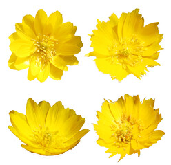  transparent image of yellow flowers / Amur adonis - obrazy, fototapety, plakaty