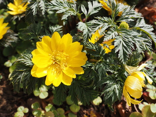yellow flowers in the garden / Amur adonis - obrazy, fototapety, plakaty
