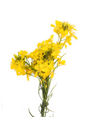 beautiful fresh Mustard flower image on white background 