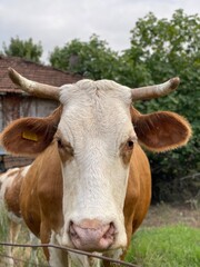 Cow standing in front of a rural house