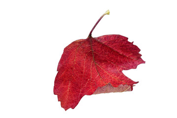 Autumn leaf Hawthorn isolated on a white background