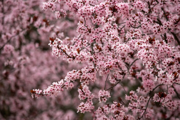 Flowers of a prunus tree blooming in springtime