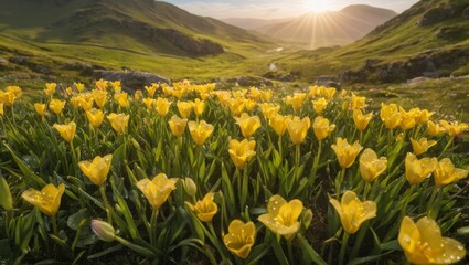 Landscape of a variety spring flowers blooming under a dreamy sun light in a tranquil spring morning