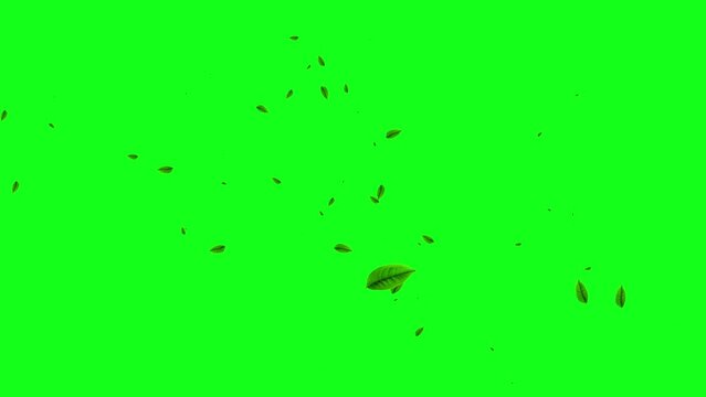 Leaves falling animation on green screen 4k. leaf falling. chroma key background