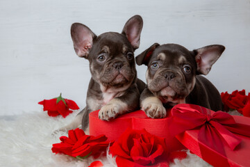 A group of cute French bulldog puppies with a red heart-shaped box on a white background, Valentine's Day gift