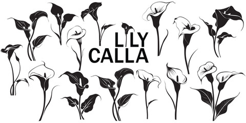 flower, calla, lily, vector set, stencil, symbol, outline, monochrome, graphic, emblem, flora, element, bud, collection, botanical, engraving, 