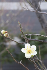 Plum blossom