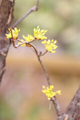 Cornelian Cherry flower