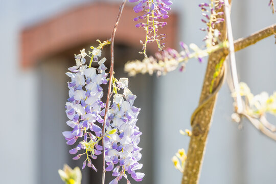 fleur printemps france