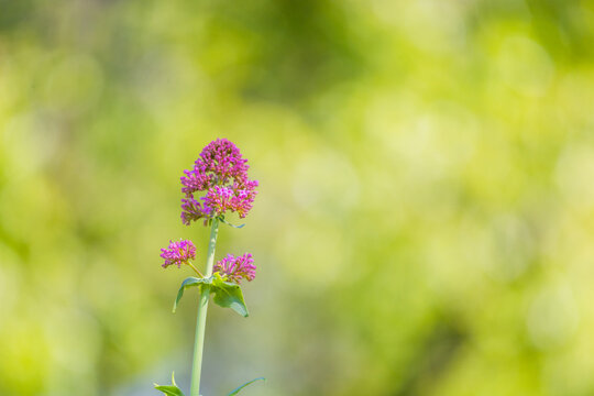 fleur printemps france