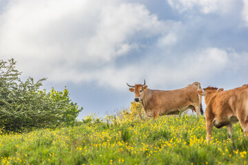 vache campagne nantes