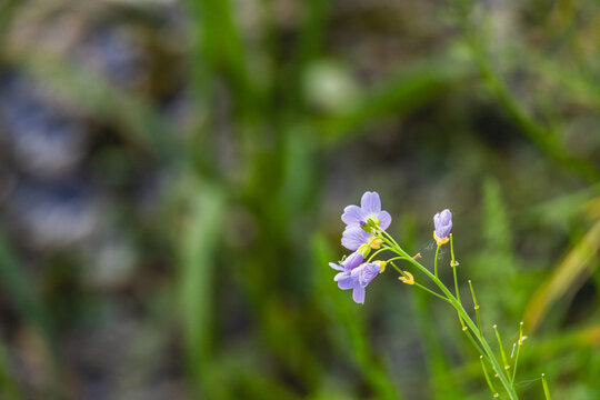 fleur printemps france