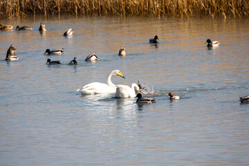 강진만을 찾아온 겨울 철새 큰 고니