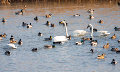 강진만을 찾아온 겨울 철새 큰 고니