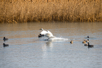 Obraz premium 강진만을 찾아온 겨울 철새 큰 고니