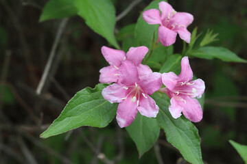 Old-fashion weigela