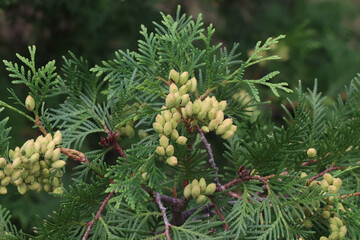 northern white cedar