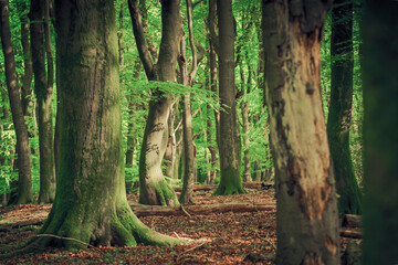 Sunlight falling between green leaves in a dutch nature reserve with beech trees - obrazy, fototapety, plakaty