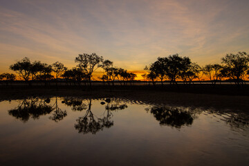 Fototapeta premium Mangroves and tree reflection in water at sunset in Mackay, Queensland, Australia
