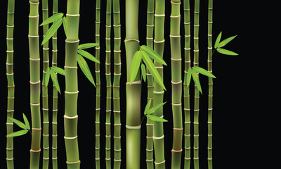 Bamboo tree green dense stems vector with isolated on black background for background design.