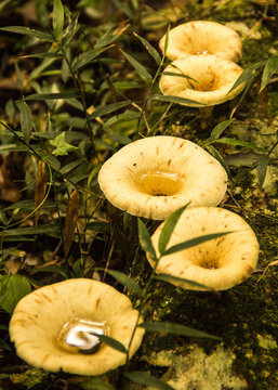 mushrooms in the forest