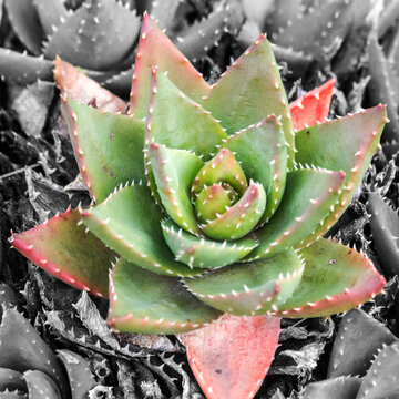 close up of cactus