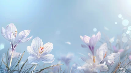 Schilderijen op glas Spring's beautiful crocus flowers grow against a blue sunny sky © Alina Zavhorodnii
