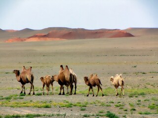 Southern Mongolia