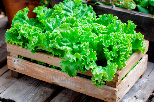 Frisee lettuce isolated on white background. Fresh green salad leaves from garden