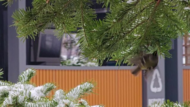 Goldcrest bird, regulus regulus, golden-crested kinglet forages on pine branches during snow fall near korean apartment