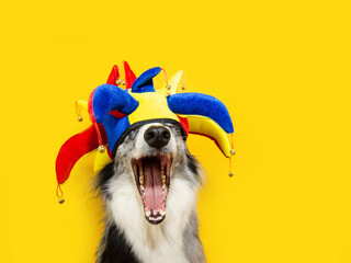 Funny pet dog celebrating carnival or halloween with a clown or harlequin. Isolated on yellow solid background