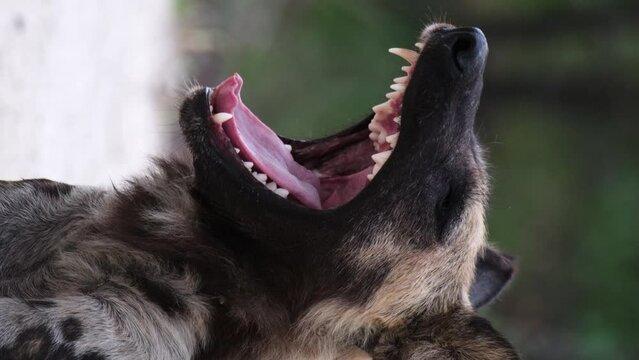 Vertical - African Wild Dog Yawns And Looks At Camera. closeup shot