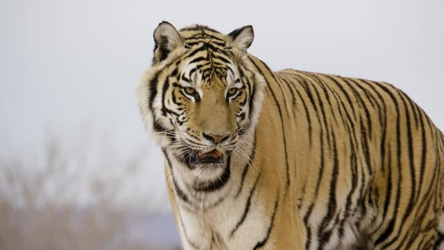 Beautiful wildlife striped siberian tiger