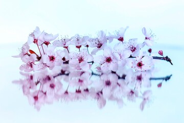 flor cerezo reflejo