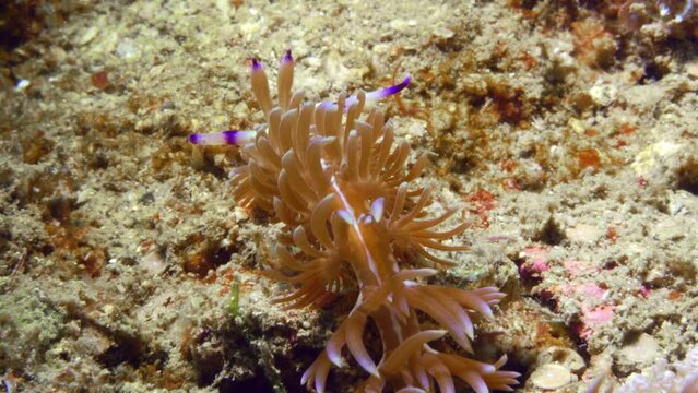 Mesmerizing Blue Dragon nudibranch - Pteraeolidia ianthina with purple and light beige ceratas and rhinophores standing up.