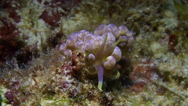 Colorful purple and yellow Phyllodesmium magnum Nudibranch slowly moving on the soft ocean floor.