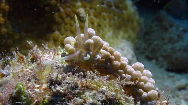 Beautiful and elegant Phyllodesmium magnum Nuidbranch gently swaying to the rhythm of the ocean on a fost coral patch.